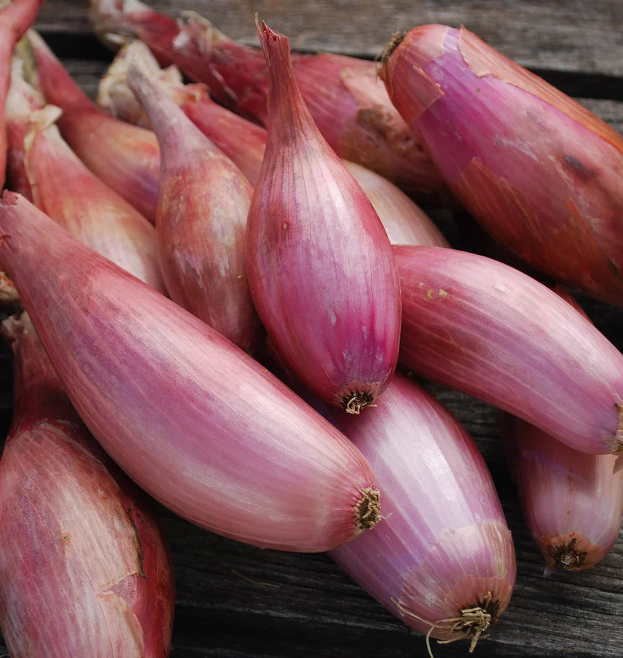 West Coast Seeds (Zebrune Shallots)