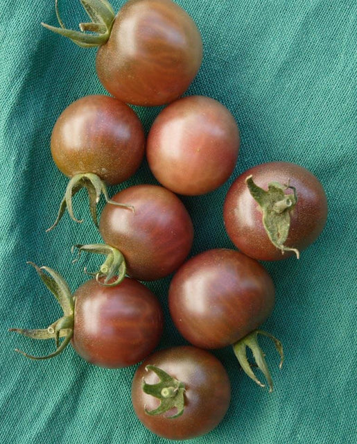 Graines de la côte ouest (tomates cerises noires)