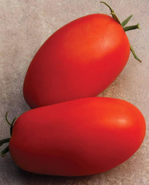 Graines de la côte ouest (tomates Supremo)