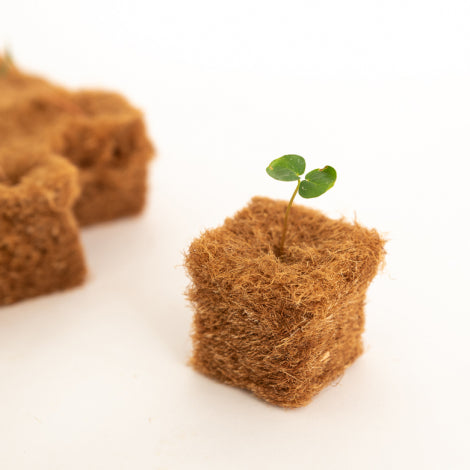 Terrafibre Growing Cubes