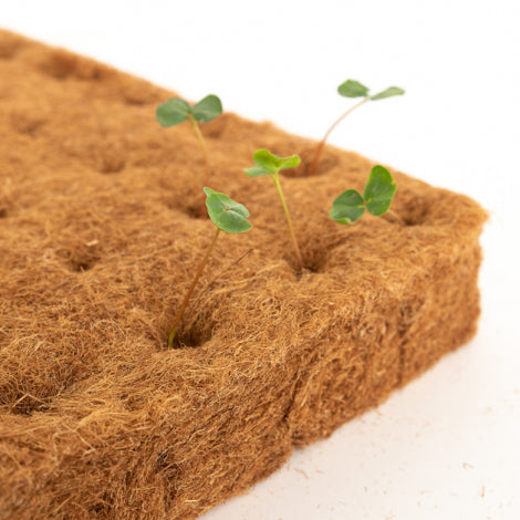 Terrafibre Growing Cubes