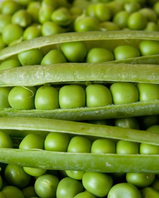 West Coast Seeds (Alderman Peas)