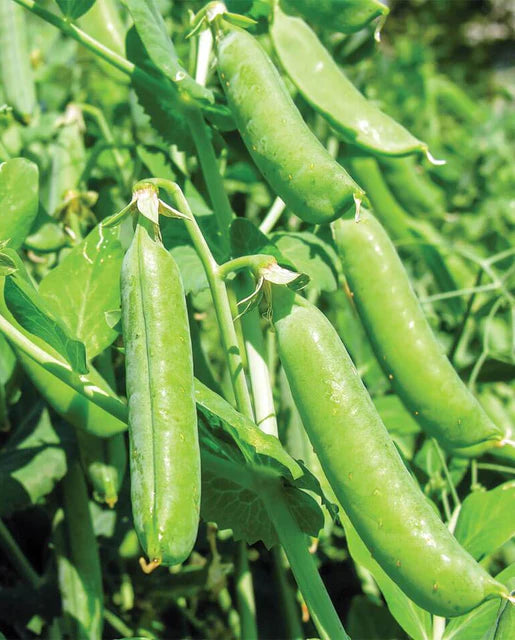 West Coast Seeds (Bolero Peas)