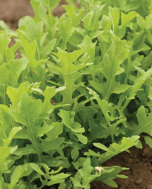 West Coast Seeds (Astro Arugula) (Certified Organic)