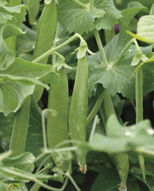 West Coast Seeds (Avalanche Peas)