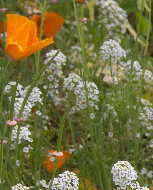 West Coast Seeds (Beneficial Insect Blend Wildflowers)