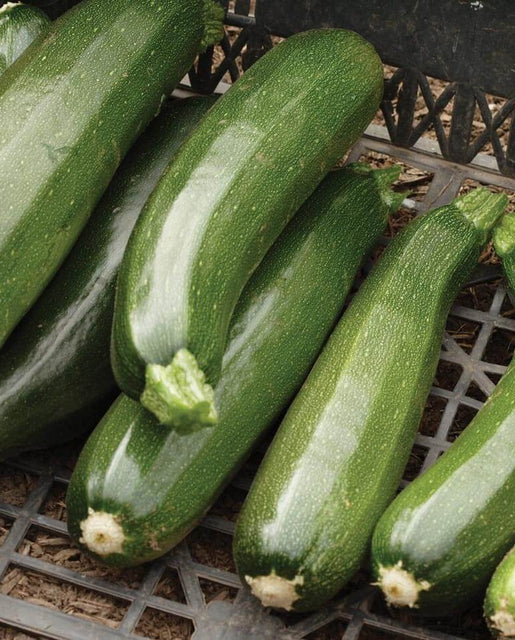 West Coast Seeds (Black Beauty Squash)