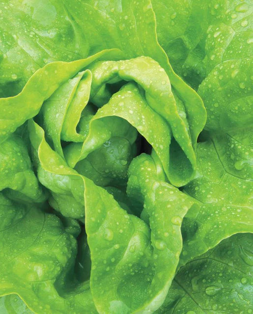 West Coast Seeds (Buttercrunch Lettuce)