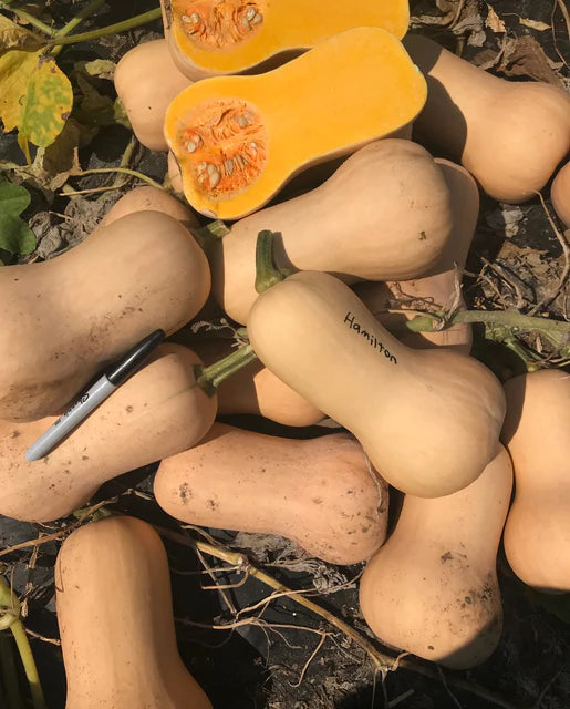 Graines de la côte ouest (courge Hamilton) (certifiées biologiques)