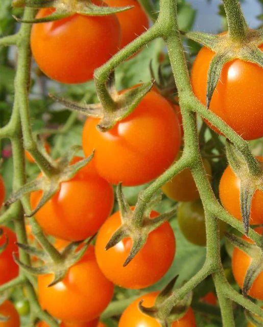 Graines de la côte ouest (tomates cerises Sungold)