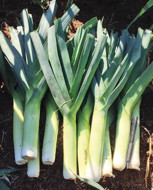 Graines de la côte ouest (poireaux biologiques Chinook)