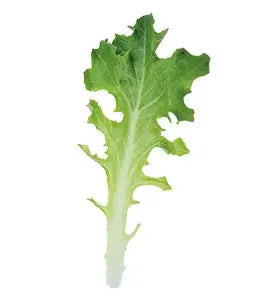 West Coast Seeds (Clearwater Organic Lettuce)