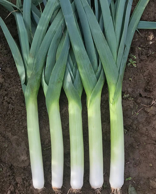 Graines de la côte ouest (poireaux Comanche) (certifiées biologiques)