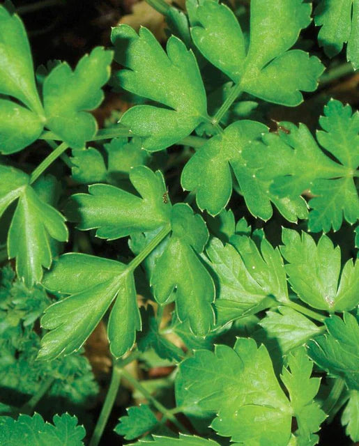 Graines de la côte ouest (persil italien vert foncé)