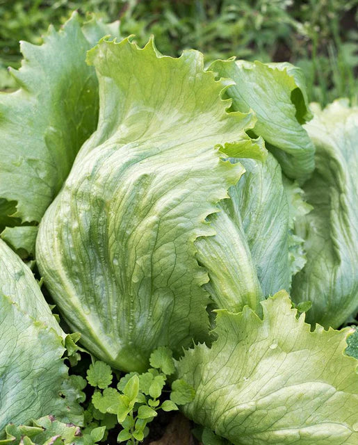 West Coast Seeds (Dillon Lettuce) (Certified Organic)