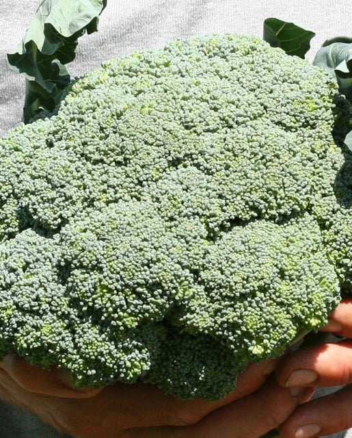 West Coast Seeds (Hybrid Broccoli Blend)
