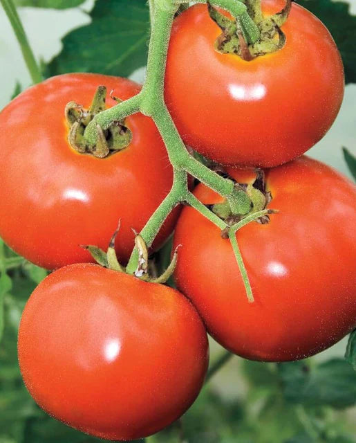 Semences de la côte ouest (tomates du Manitoba)