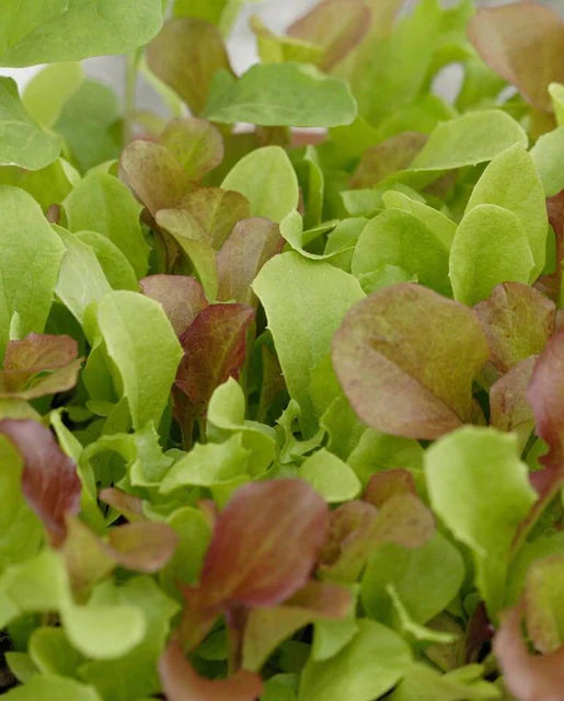 Semences de la côte ouest (mélange du marché de la côte ouest)