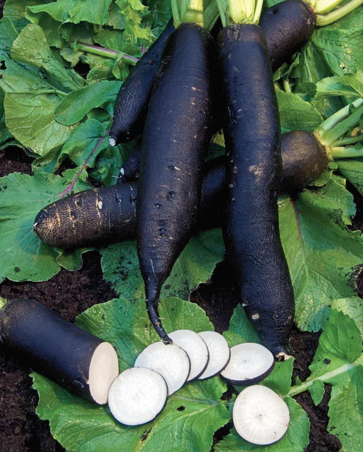 West Coast Seeds (Noir Long Maraicher Organic Radish)