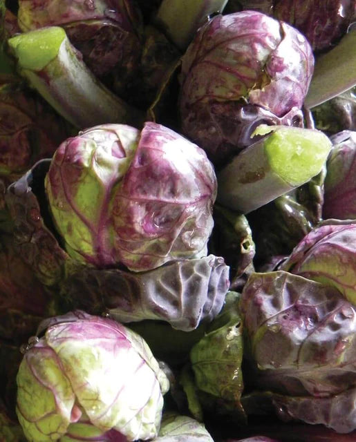 West Coast Seeds (Red Ball Brussel Sprouts)