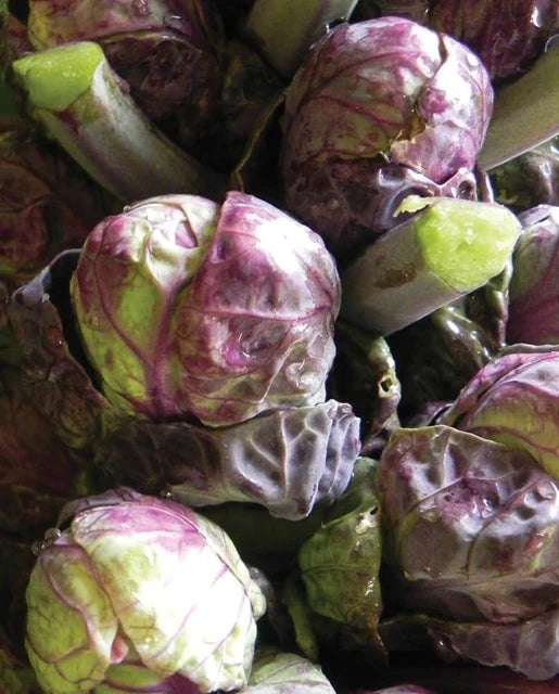 Graines de la Côte Ouest (Choux de Bruxelles Boule Rouge)