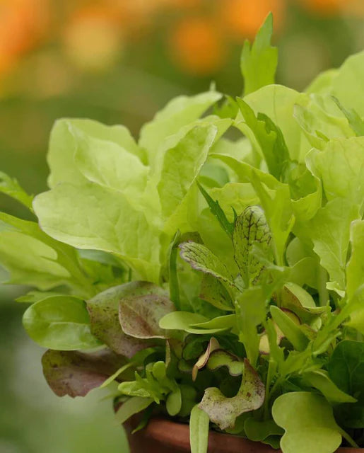 West Coast Seeds (Saladini Blend Mesclun)