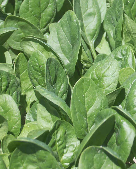 West Coast Seeds (Seaside Spinach)