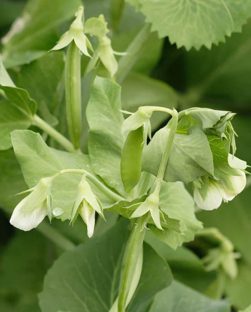 West Coast Seeds (Cascadia Peas)