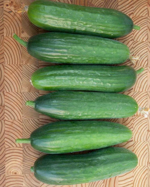 West Coast Seeds (Picolino Cucumbers) (Certified Organic) (5 Seeds)