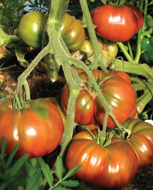 Graines de la Côte Ouest (Tomates Black Krim) (Certifiées Biologiques)