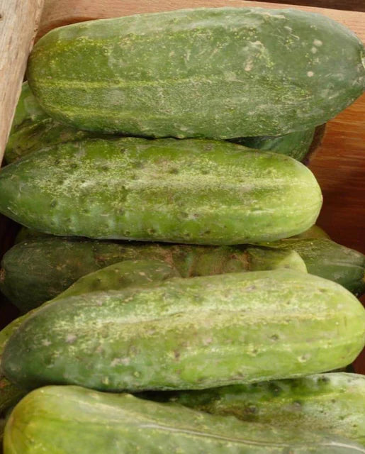 West Coast Seeds (Homemade Pickles Cucumber)