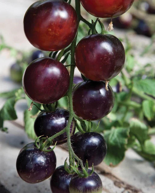 Graines de la côte ouest (tomates rose indigo) (certifiées biologiques)