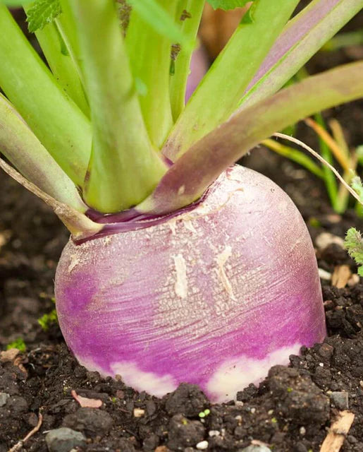 Graines de la Côte Ouest (Navets Globe Blancs à Tête Violette)