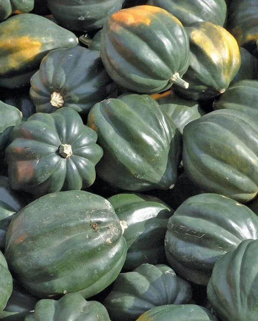 West Coast Seeds (Reno Squash)