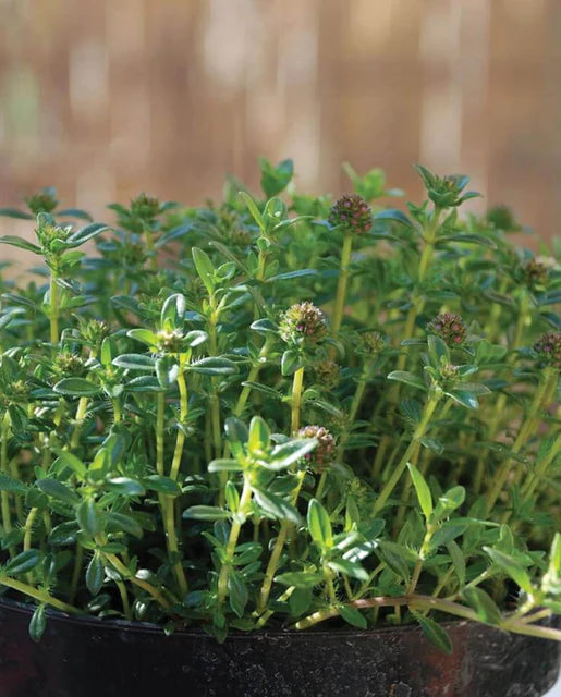 West Coast Seeds (Summer Savory)