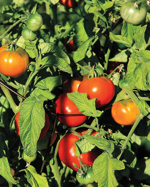 Graines de la Côte Ouest (Tomates Super Fantastic)