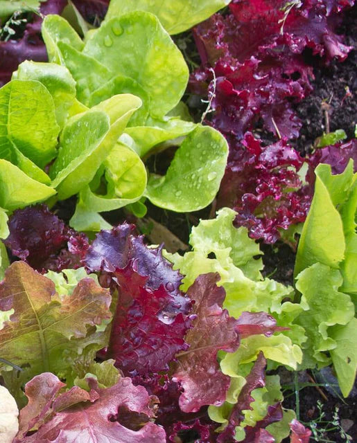 West Coast Seeds (Super Gourmet Salad Lettuce)