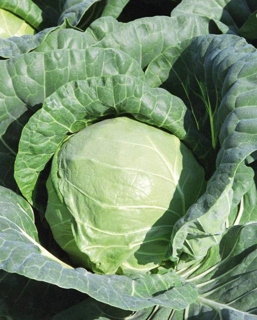 West Coast Seeds (Tiara Cabbage) (Coated)