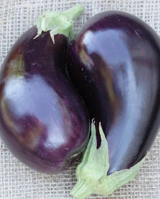 West Coast Seeds (Traviata Eggplants) (Certified Organic)