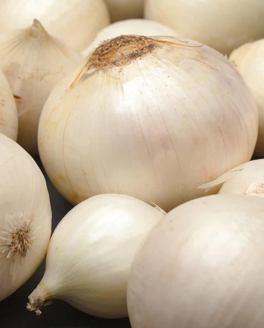 Graines de la côte ouest (oignons à ailes blanches)