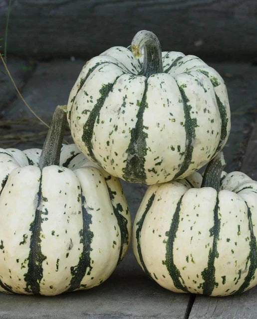 Graines de la Côte Ouest (Courge Dumpling Sucrée)