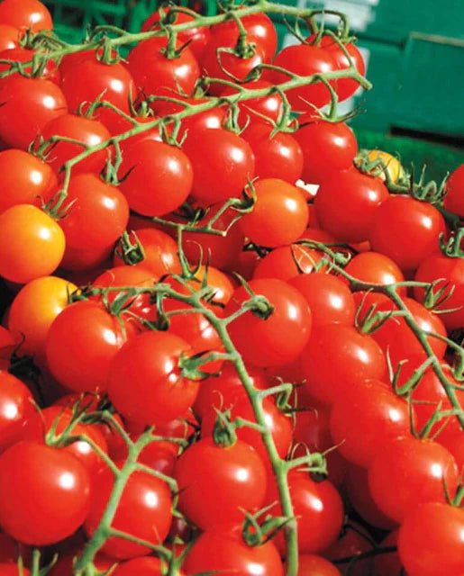 West Coast Seeds (Sweet Million Cherry Tomatoes)