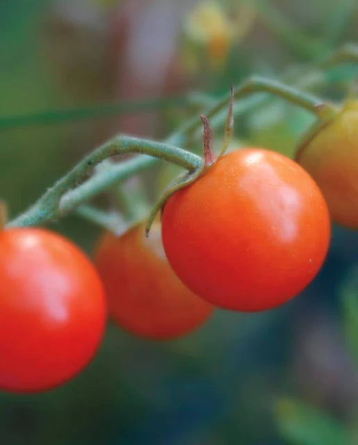 West Coast Seeds (Sweetie Cherry Tomatoes) (Certified Organic)