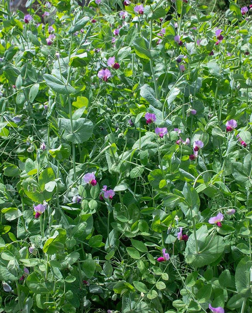 West Coast Seeds (Winter Field Peas) (Certified Organic)